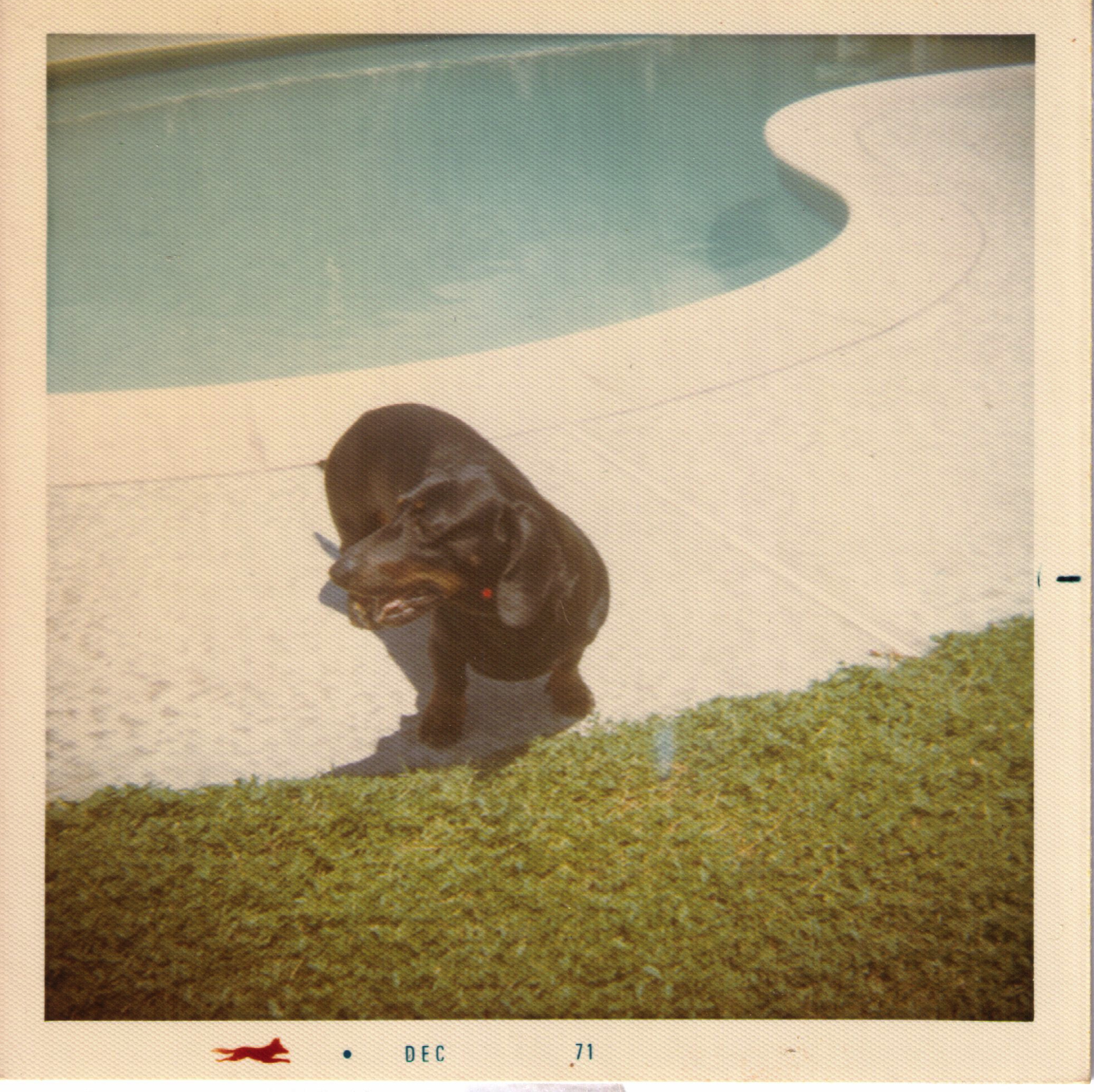 pete by the pool
